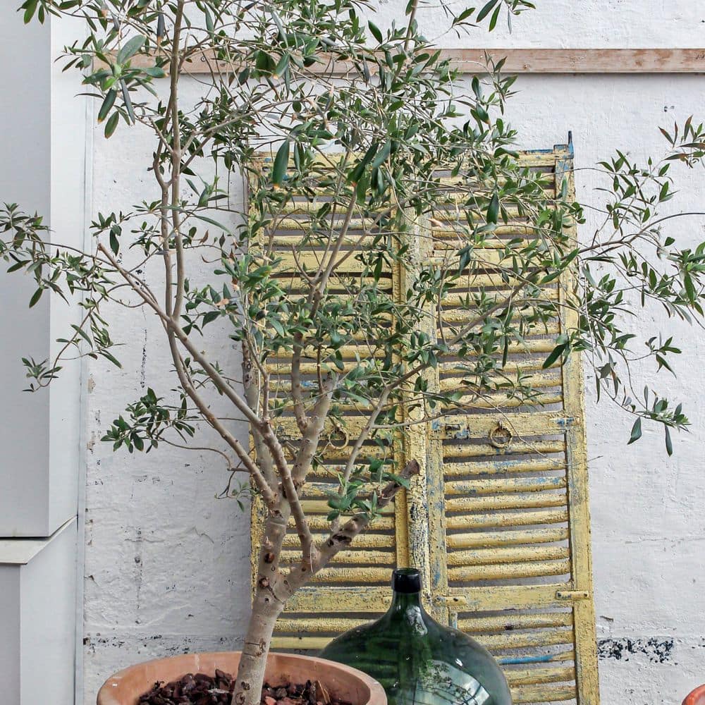 Wilsonii Olive Tree 20' Creamy White Blooms Full Sun Evergreen
