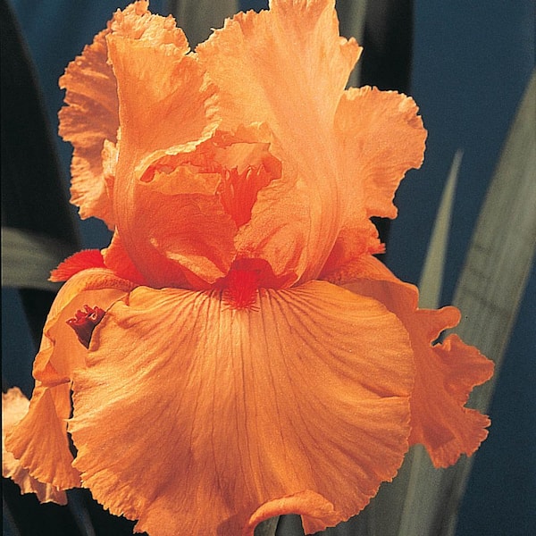 Breck's Disco Music Bearded Iris Orange Flowers Live Bareroot Plant