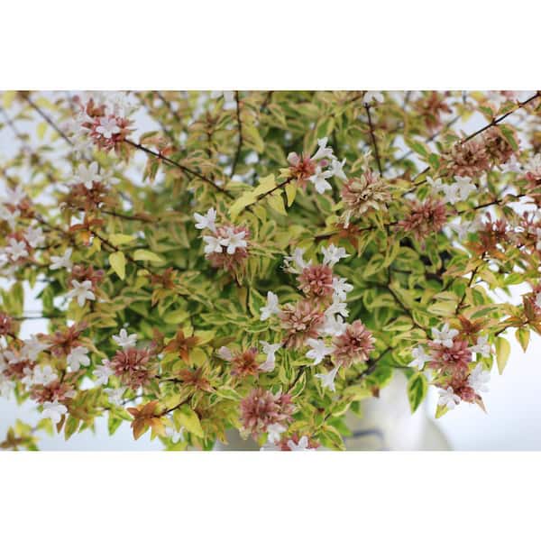 SEASON TO SEASON 2 Gal. Carolina Sunset Abelia Shrub With White Blooms