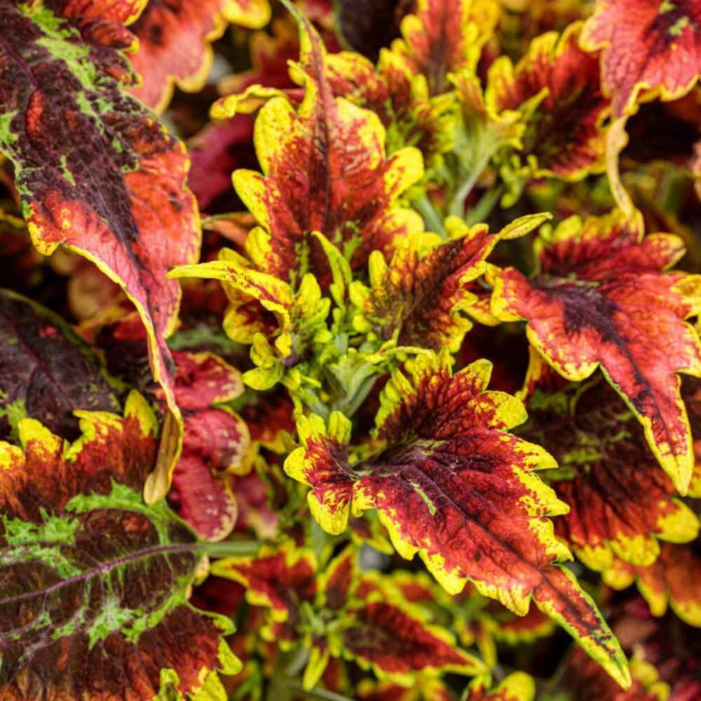 7 in. Royale Color Blaze El Brighto Coleus (Coleus Scutellarioides) Live Annual Plant with Red Yellow and Purple Foliage price history on PriceWatchPro