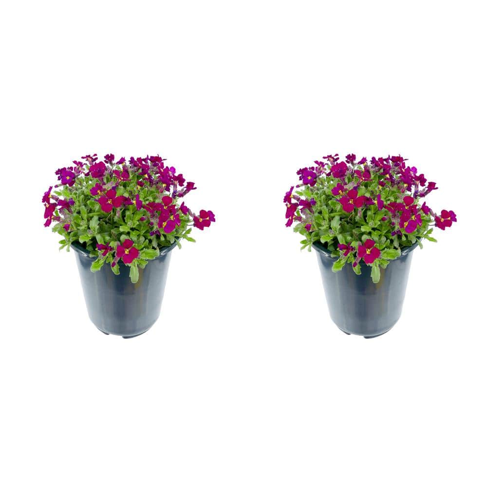 2.5 Qt. Perennial Aubrieta Red (2-Pack)