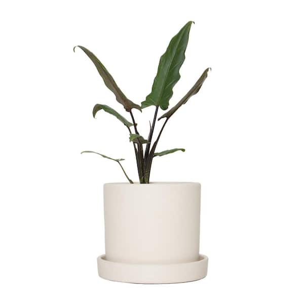 national PLANT NETWORK 7 in. Cream Pot with Saucer and a 6 in. Alocasia Lauterbachiana (1-Piece)