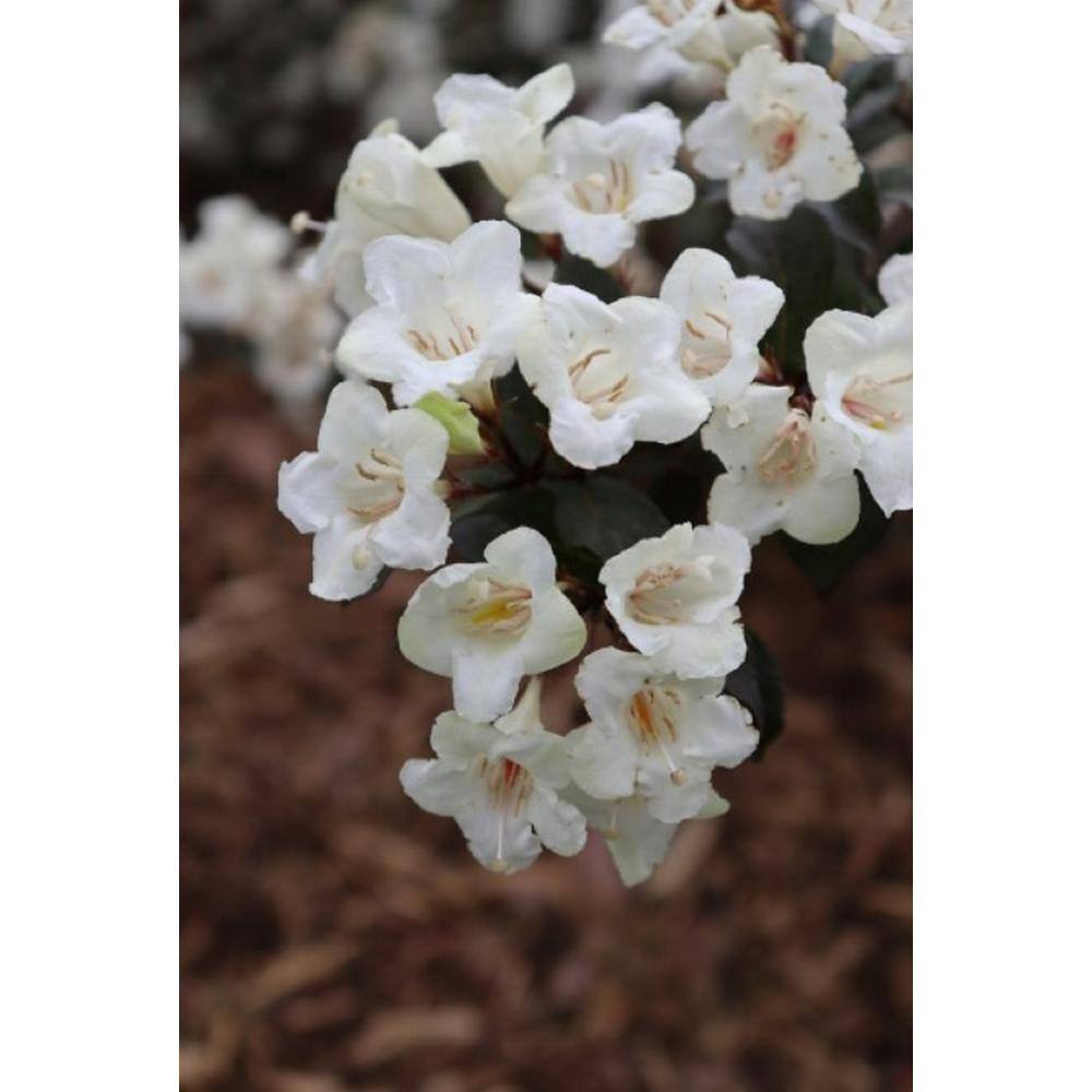 PROVEN WINNERS 4.5 in. Quart, Wine and Spirits (Weigela), Live Plant