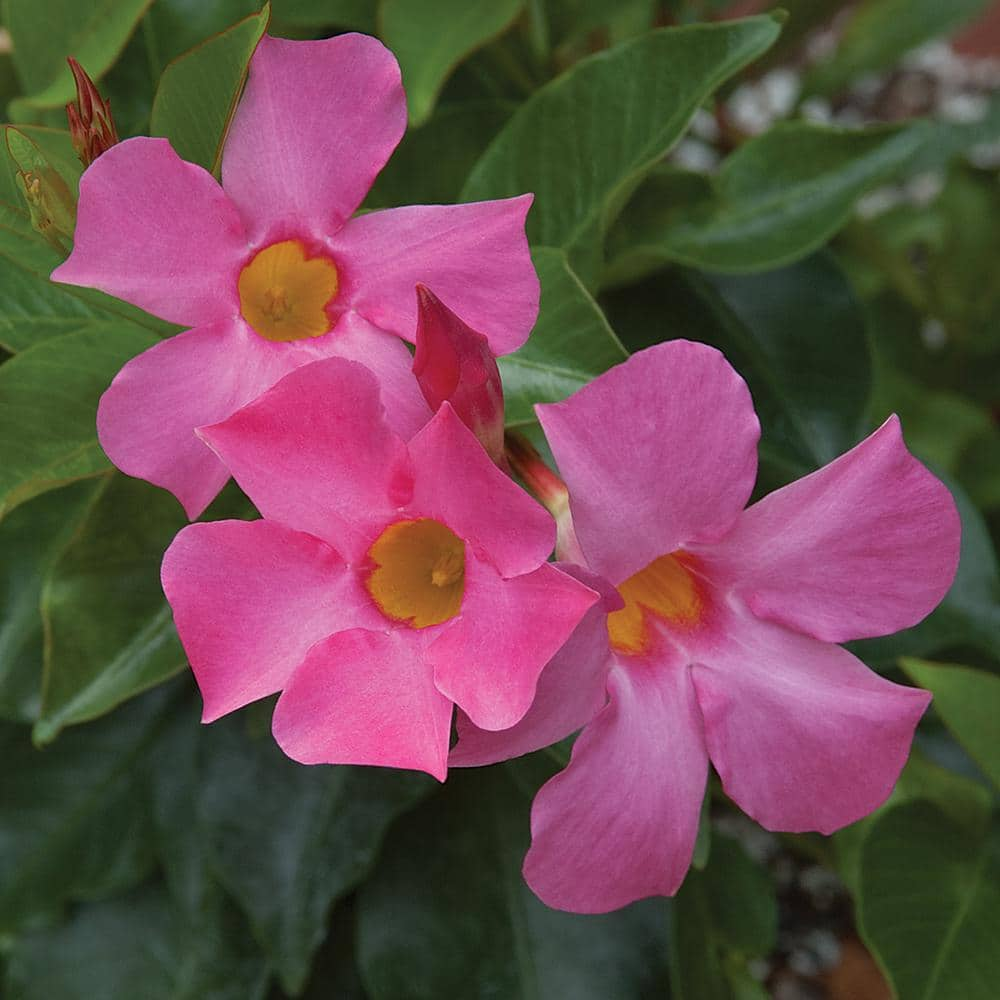 BELL NURSERY #10 2.33 Gal. Pink Mandevilla Tropical Vine Plant 42631 ...