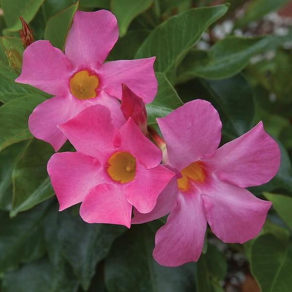 #10 2 Gal. Red Mandevilla Tropical Vine Plant