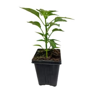 Pepper Jalapeno Gigante II Live Vegetable Garden Pack In 4 in. Grower Pot (Includes 3 Outdoor Plants)