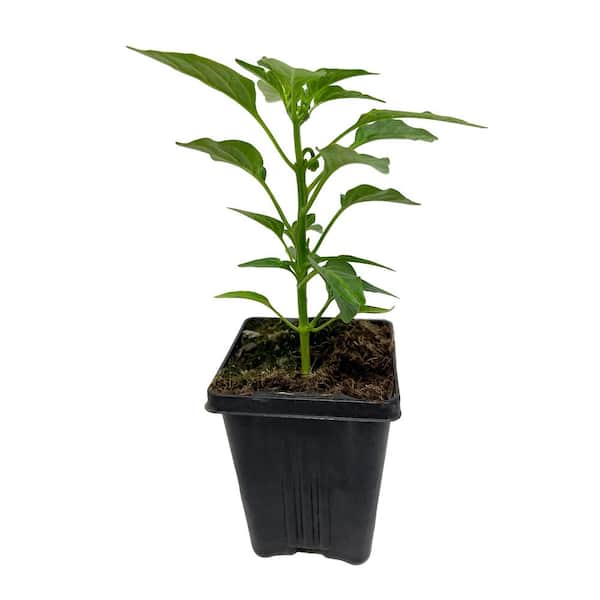 ALTMAN PLANTS Pepper Jalapeno Gigante II Live Vegetable Garden Pack In 4 in. Grower Pot (Includes 3 Outdoor Plants)