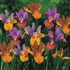 Bronze Dutch Iris Mixture Dormant Spring Flowering Bulbs (25-Pack)