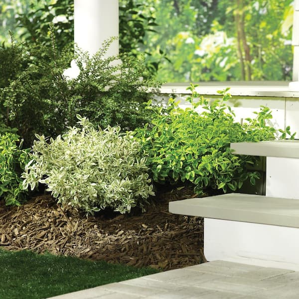 PROVEN WINNERS 1 Gal. Gold Splash Wintercreeper (Euonymus) Live