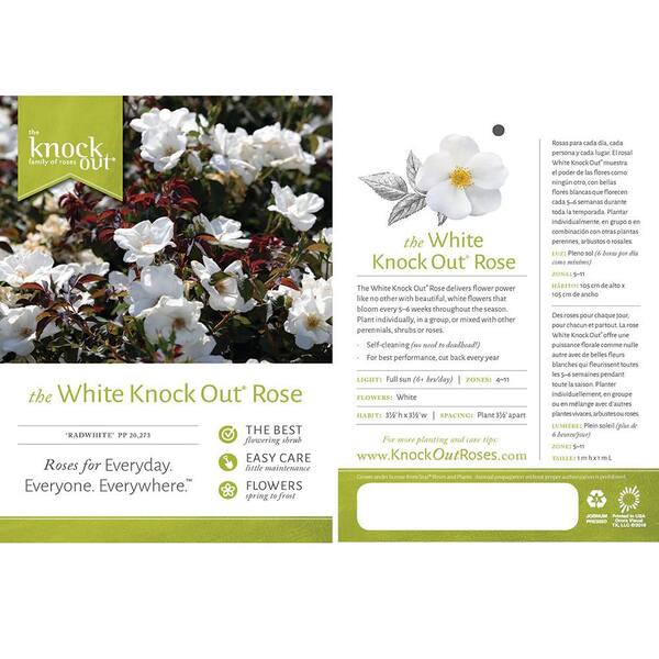 KNOCK OUT 1 Gal. White Knock Out Rose Bush with White Flowers 13170 - The  Home Depot