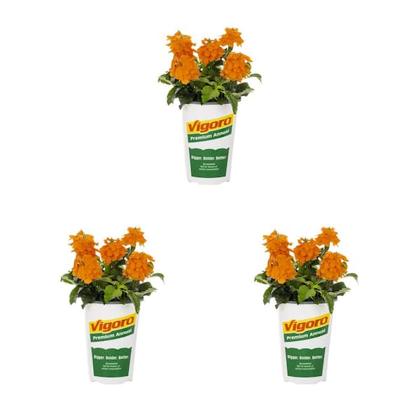 Vigoro 2 Qt. Crossandra Orange Marmalade Annual Plant (3-Pack) 5194 ...