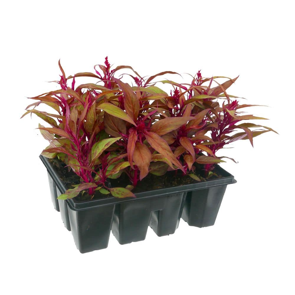 12-PK Celosia Kimono Mix Annual Plant with Multi-Colored Flowers-1-Pack