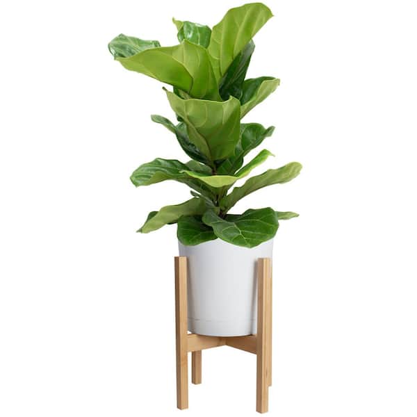 Costa Farms Ficus Lyrata Fiddle Leaf Fig Bush Floor Plant in 9.25 in. White Cylinder Pot and Stand