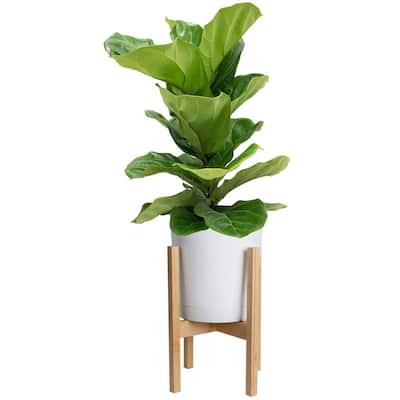 Ficus Lyrata Fiddle Leaf Fig Bush Floor Plant in 9.25 in. White Cylinder Pot and Stand