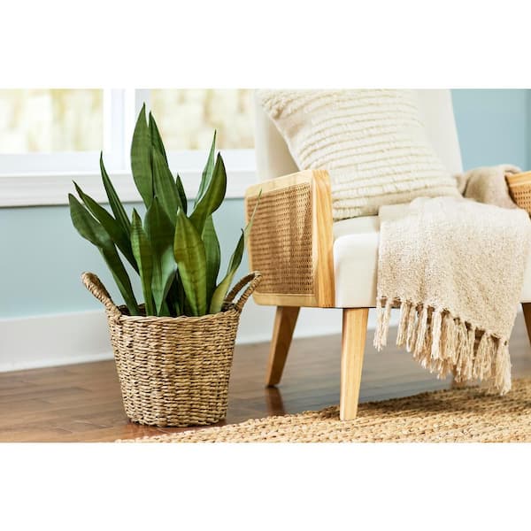 Vigoro 12.5 in. Agnes Medium Brown Lampakanay Seagrass Basket