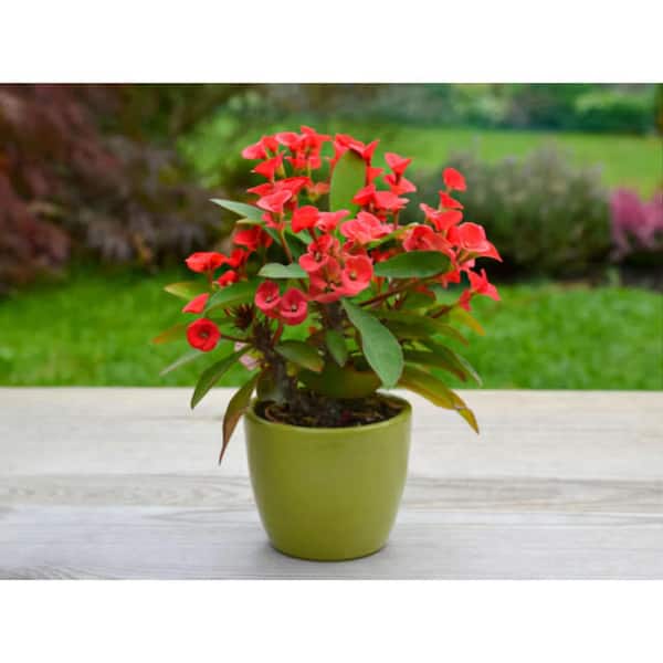 2.5 Qt. Crown of Thorns Red Flowers in 6.33 in. Grower's Pot