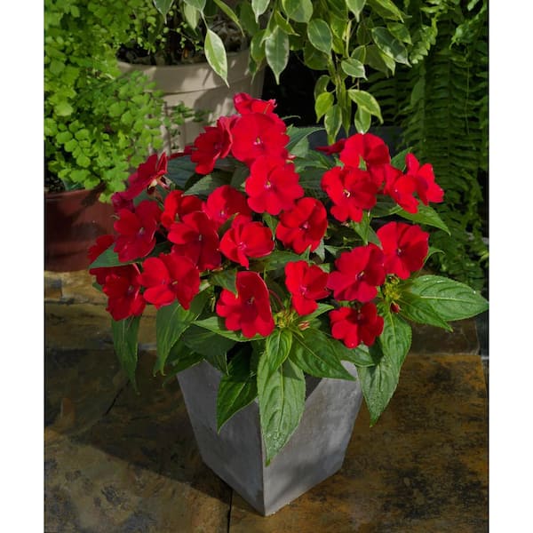 SunPatiens 2.5 In. Compact Fire Red SunPatiens Impatiens Outdoor Annual Plant with Red Flowers (6-Plants)