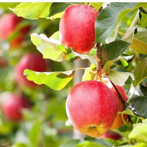 Unbranded 1 Gal. Cameo Apple Tree