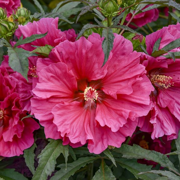 national PLANT NETWORK Bare Root Giant Hibiscus Watermelon Ruffles 2-Piece