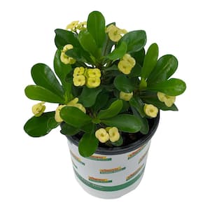 2.5 Qt. Crown of Thorns Plant Yellow Flowers in 6.33 In. Grower's Pot (2-Plants)