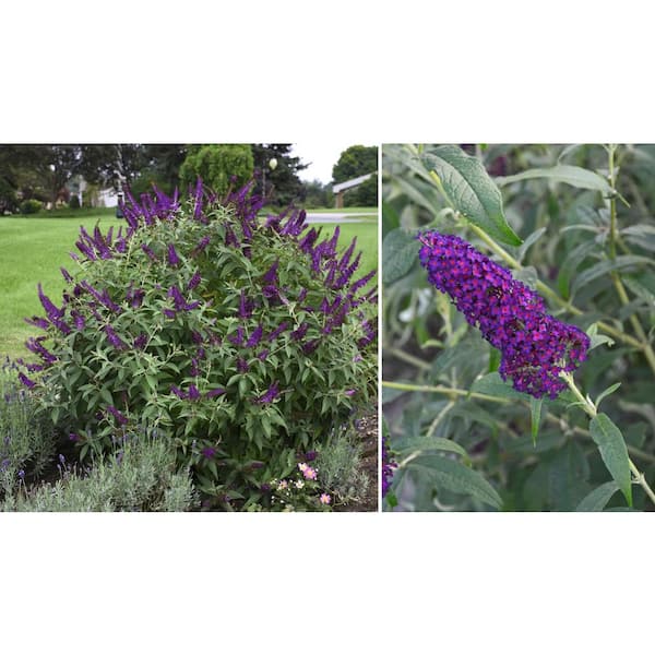 national PLANT NETWORK 4 in. Dark Dynasty Purple Bloom Buddleia Plant