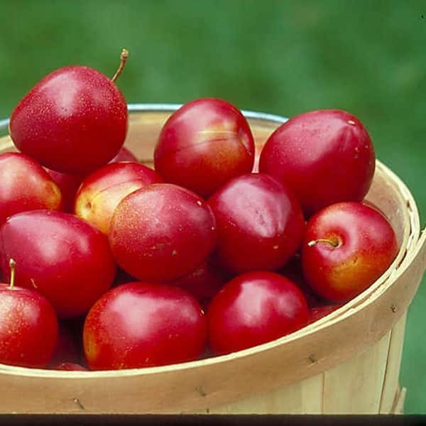 Fresh Plum -2.5 LBS- Standard shipping included