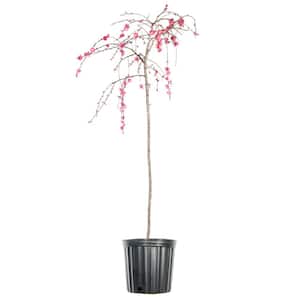 4 ft. to 5 ft. Tall Crimson Cascade Weeping Peach Tree in Growers Pot, Beautiful Early Spring Blooms