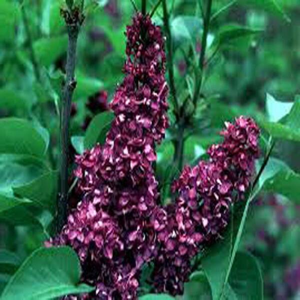 OnlinePlantCenter 3 Gal. Reddish Purple Charles Joly Common Lilac Shrub