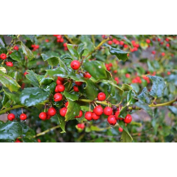 3 Gal. China Girl Blue Holly (Ilex) Evergreen Flowering Shrub with White Flowers