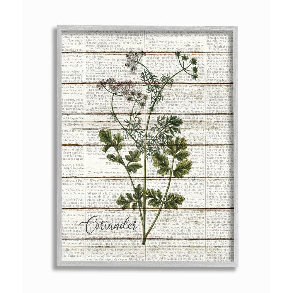 Stupell Industries 11 in. x 14 in. ""Coriander Vintage Herb Kitchen Dining Room Word Collage"" by Kimberly Allen Framed Wall Art, Multi-Colored -  kwp2102gff11x14