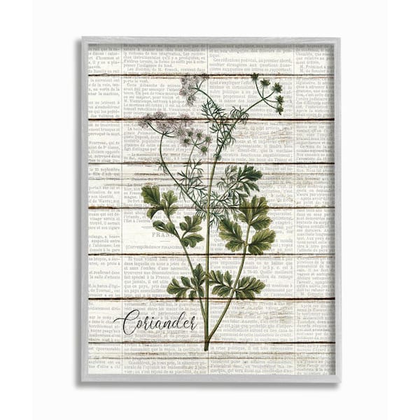 Stupell Industries 16 in. x 20 in. "Coriander Vintage Herb Kitchen Dining Room Word Collage" by Kimberly Allen Framed Wall Art