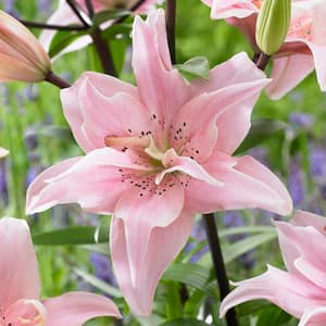 14/16cm, Double Elodie Asiatic Lily Flower Bulbs (Bag of 8)