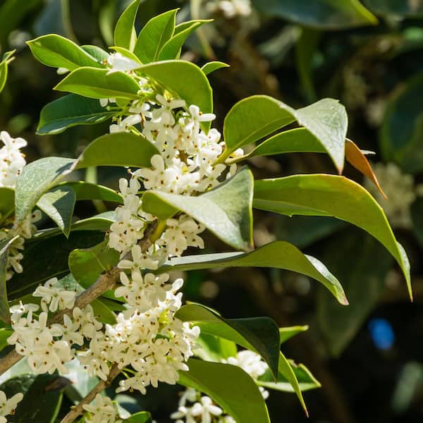 national PLANT NETWORK 2.25 Gal. Sweet Olive Shrub HD1103 - The