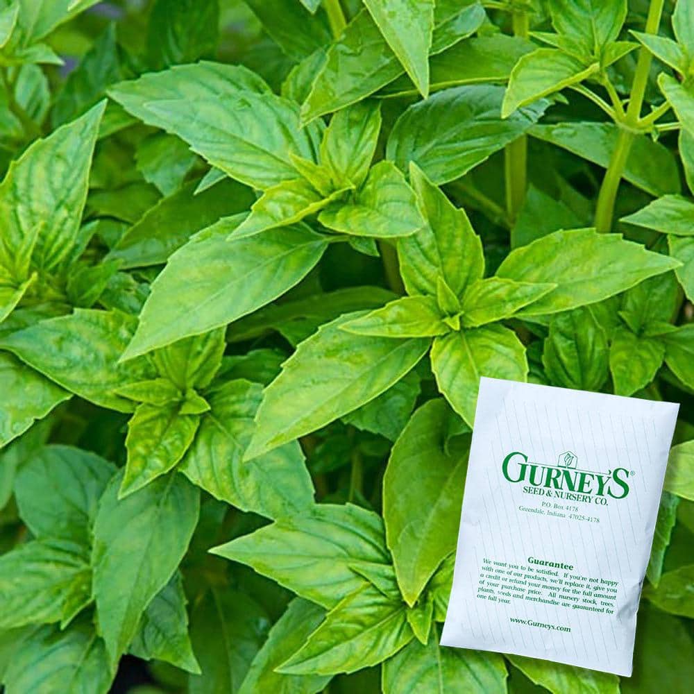 Gurney's Herb Sweet Basil (150 Seed Packet)14602 The