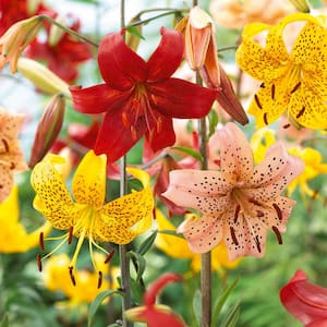 14/16 cm, Twinkle Tiger Lily Mixed Flower Bulbs (Bag of 20)