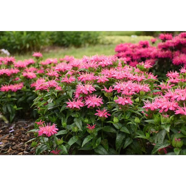 Monarda 'Leading Lady Pink' - Garden Crossings