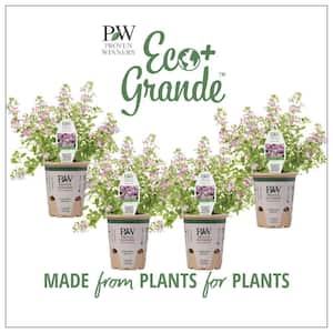 4.25 in. Eco+Grande Safari Sky (Jamesbrittenia) Live Plant, Purple Flowers (4-Pack)