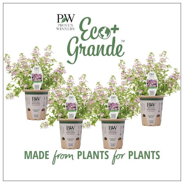 PROVEN WINNERS 4.25 in. Eco+Grande Safari Sky (Jamesbrittenia) Live Plant, Purple Flowers (4-Pack)