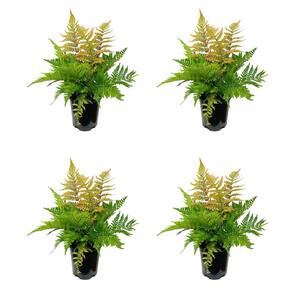 Perennial Fern Dryopteris e. Brilliance Autumn 2.5 qt. (4-Pack)