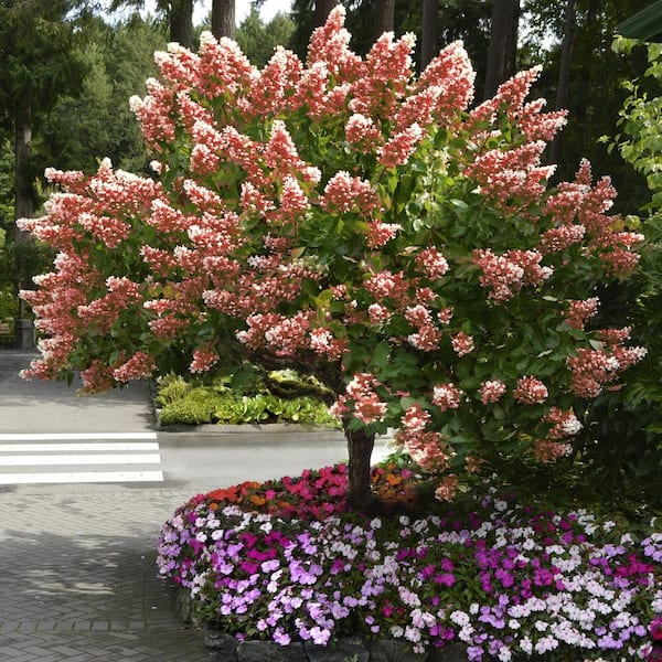 national PLANT NETWORK 1 Gal. Hydrangea, Quick Fire Hydrangea 3- (1 piece)
