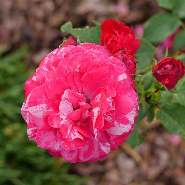 Pink♡Rose Pink Rose Blushing Akito (Stem Length 50 – 60cm) | Upstate