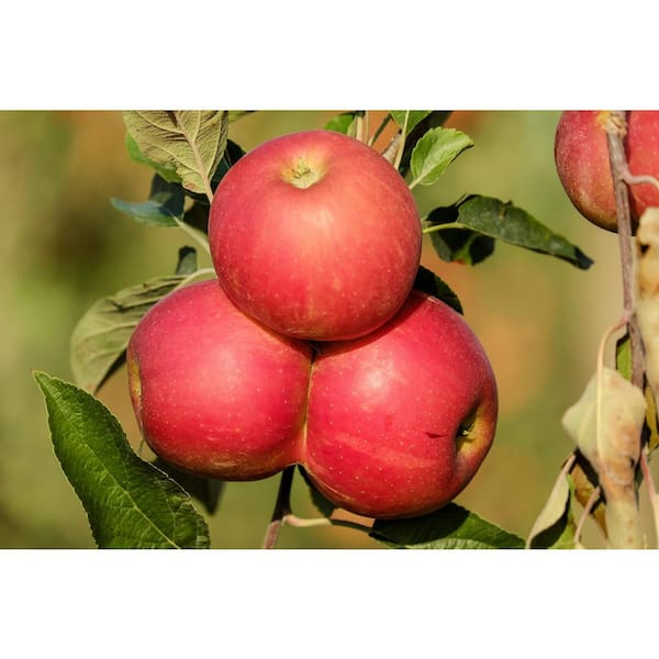 Gala Apple Low Chill Fruit Tree APPGAL05G - The Home Depot