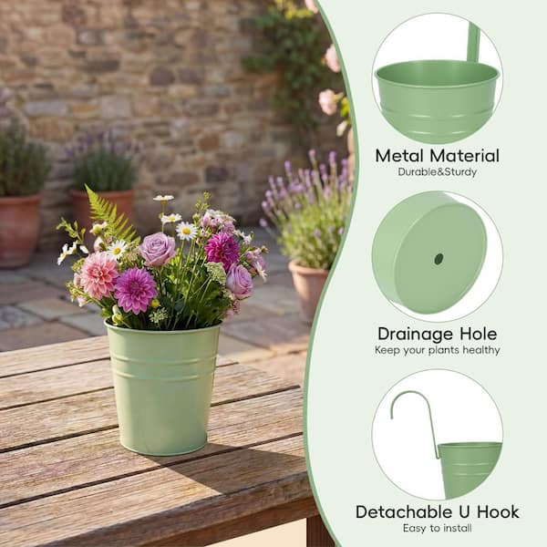 echinacea plants in pots Purple Coneflower Plant - Echinacea purpurea