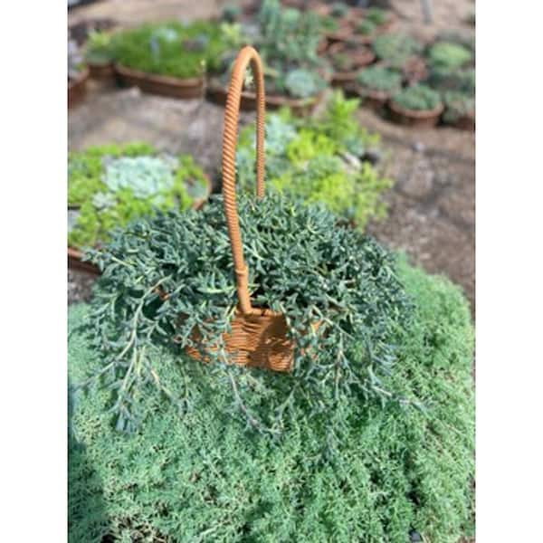 Zeus & Ruta Senecio Peregrinus Tolerent Pet-Safe Spreading with More than 20 Branches