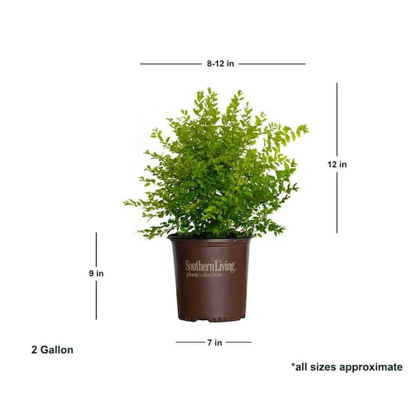 16　Sunshine leaves Sunshine Ligustrum | Lemon Yellow Shrubs - 2 Gallon
