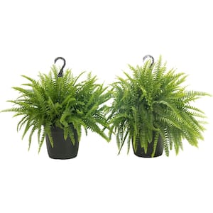 Boston Fern Indoor/Outdoor Plant in 10 in. Grower Pot, Avg. Shipping Height 1-2 ft. Tall (2-Pack)