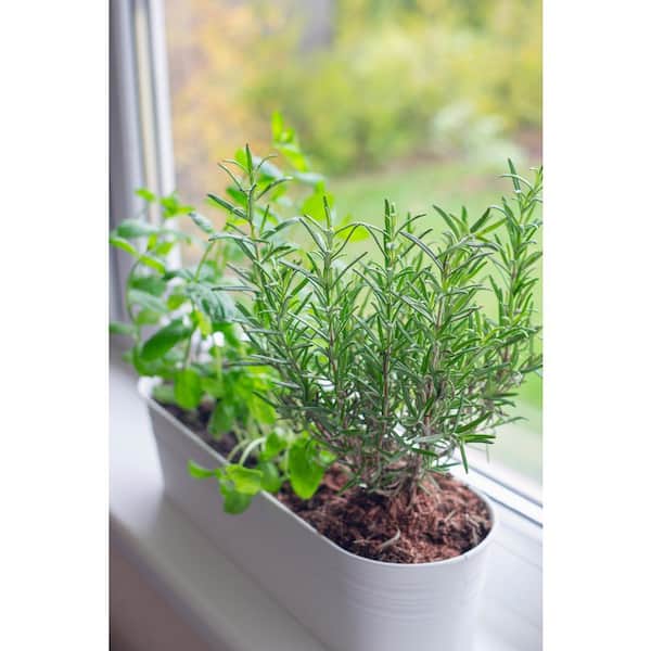 1 Gal. Rosemary Tree Live Holiday Plant in Red Pot
