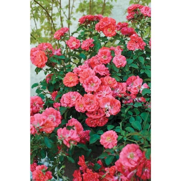 1 Gal. Coral Drift Rose Bush with Coral-Orange Flowers (2-Pack)
