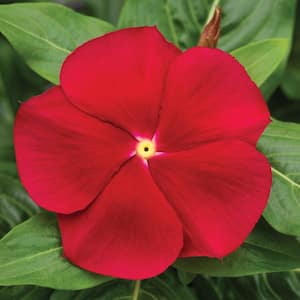 4 in. Red Vinca Annual Live Plant with Red Flowers (Pack of 6)