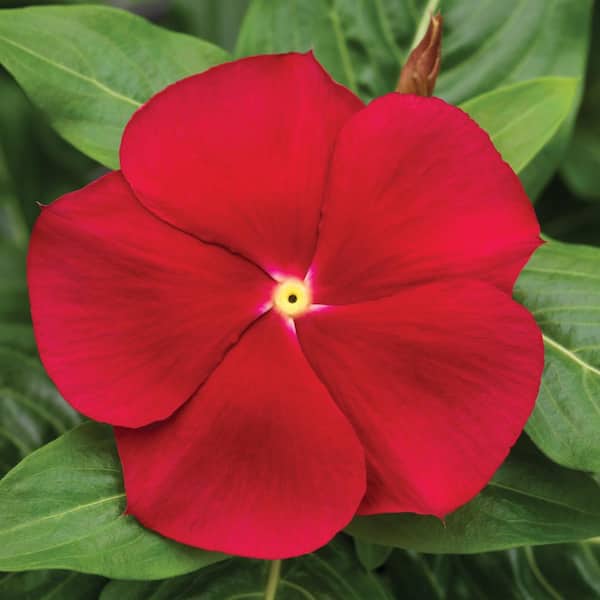 BELL NURSERY 6 in. Red Vinca Annual Live Plant, Red Flowers (2-Pack)